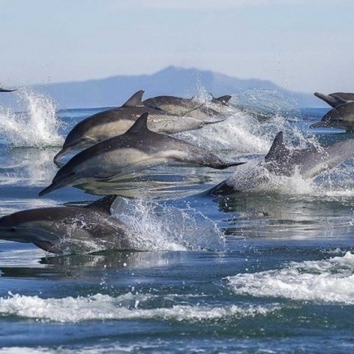 (فیلم) نمایش دسته‌جمعی دلفین‌های یونس