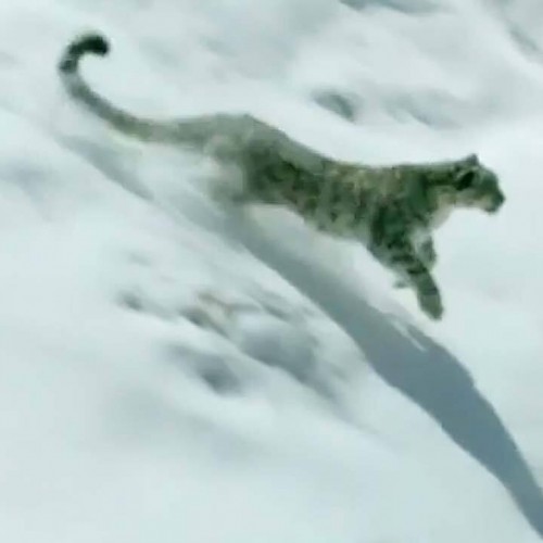 (فیلم) پلنگ برفی به دنبال شکار در برف