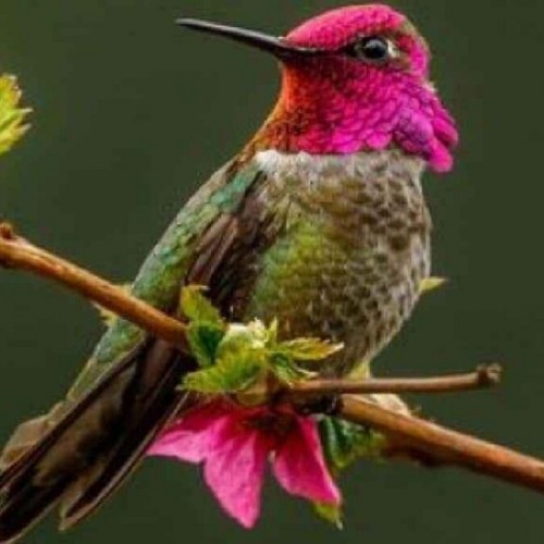 (فیلم) پرنده‌ای با قابلیت تغییر به ۶۲ رنگ