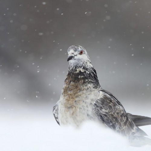 (فیلم) پرنده‌ای که هر روز روی پنجره خانه‌ای می‌نشیند تا صاحب خانه با سشوار گرمش کند