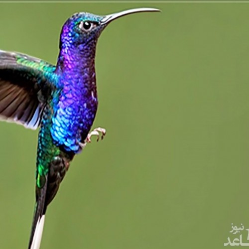 (فیلم) پرنده‌ای خارق‌العاده که می‌تواند در یک دقیقه ۶۲ بار رنگ عوض کند
