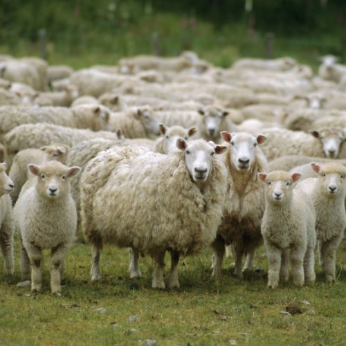 (فیلم) پرورش گوسفند در ورزشگاه علی دایی سرعین