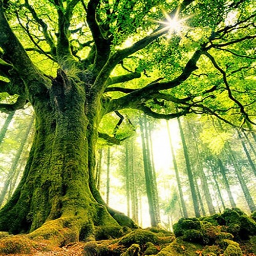 (فیلم) پرت شدن یک پیرمرد بدلکار از بالای درخت به پایین