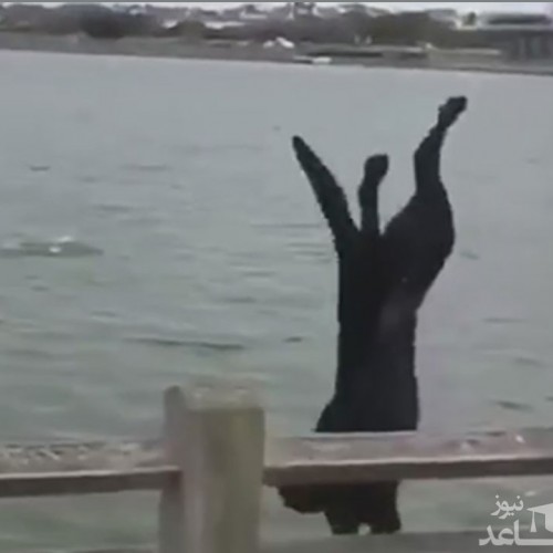 (فیلم) پشتک زدن دیدنی یک سگ در دریا
