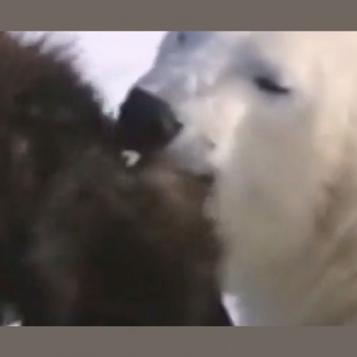 (فیلم) رابطه نزدیک خرس‌های قطبی با سگ‌های نگهبان