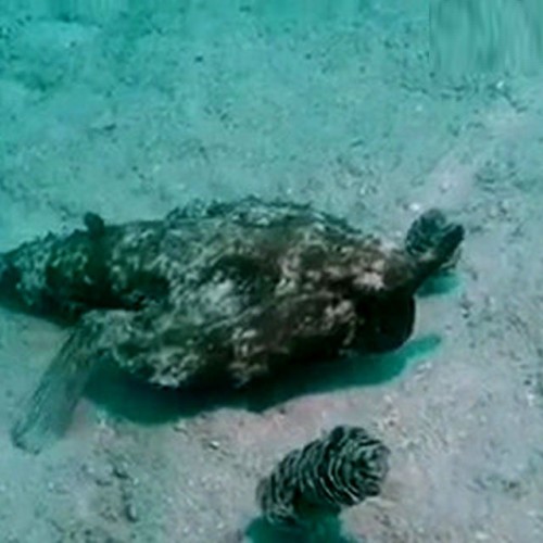 (فیلم) راه رفتن عجیب‌ترین ماهی دنیا در کف دریا