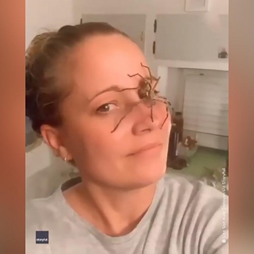 (فیلم) راه رفتن یک عنکبوت بزرگ روی صورت زن استرالیایی