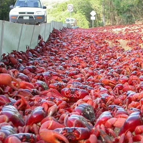 (فیلم) راهپیمایی میلیونی خرچنگ‌های قرمز