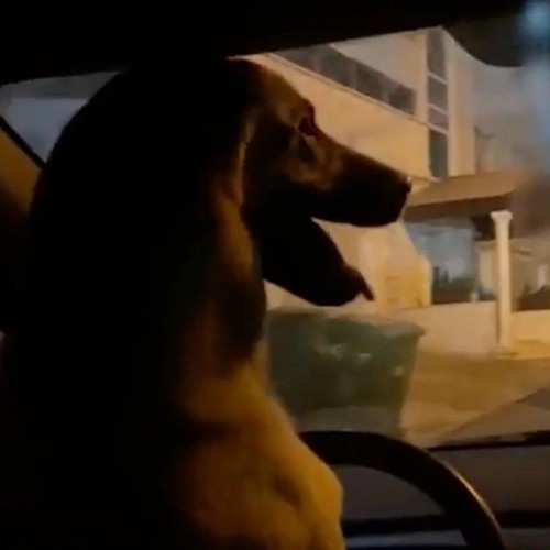 (فیلم) رانندگی یک سگ!