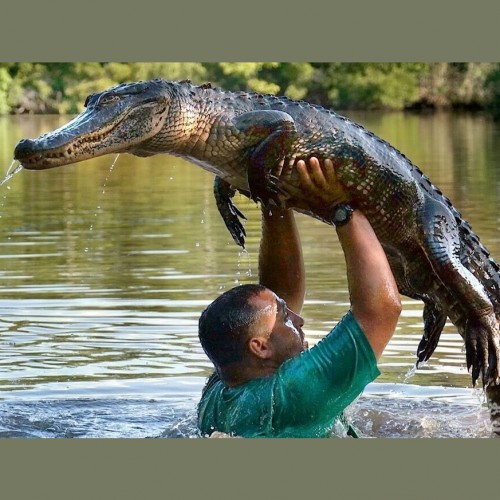 (فیلم) رقص یک مرد با تمساح غول‌پیکر در دریاچه!