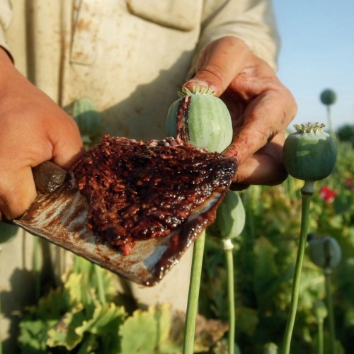 (فیلم) شیوه عجیب خرید و فروش تریاک در افغانستان