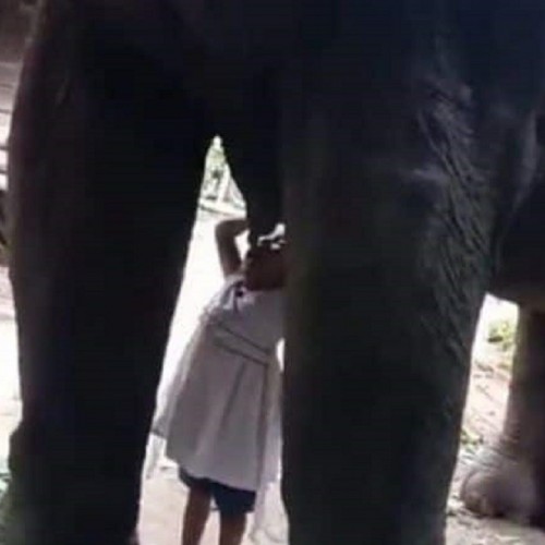 (فیلم) شیر خوردن کودک خردسال از فیل مادر