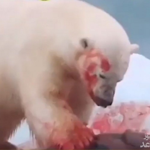 (فیلم) شکار به سبک خرس قطبی (۱۸+)
