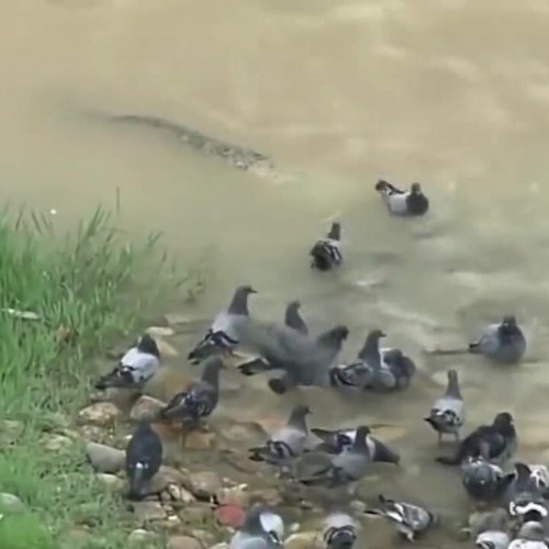 (فیلم) شکار غافلگیرانه یک کبوتر توسط گربه ماهی