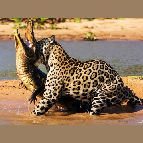 (فیلم) شکار یک تمساح در لب رود آمازون توسط جگوار