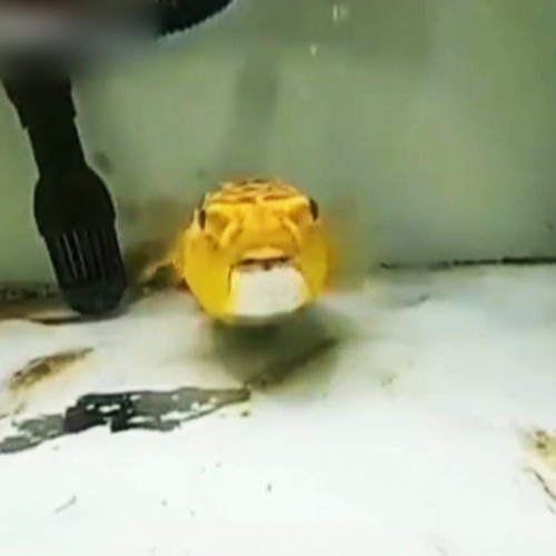 (فیلم) شکار مار و عقرب توسط یک بادکنک ماهی در آکواریوم