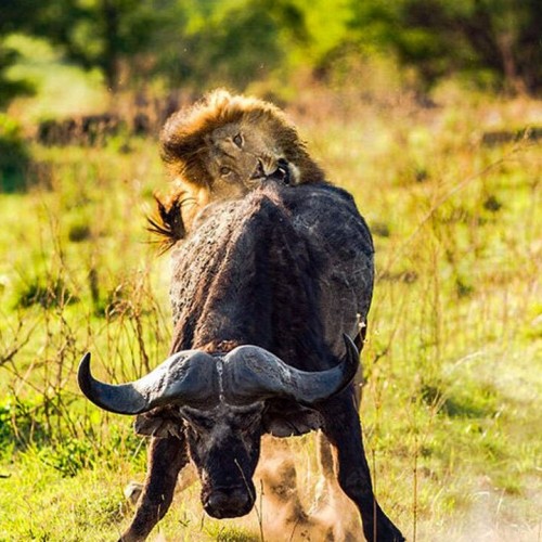 (فیلم) شکار قدرتمندانه یک بوفالو بالغ توسط شیر نر