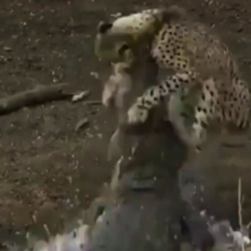 (فیلم) شکار قدرتمندانه یوزپلنگ توسط یک کروکودیل عظیم الجثه