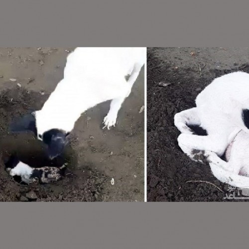 (فیلم) صحنه عجیب دفن کردن توله سگ مُرده توسط مادرش!