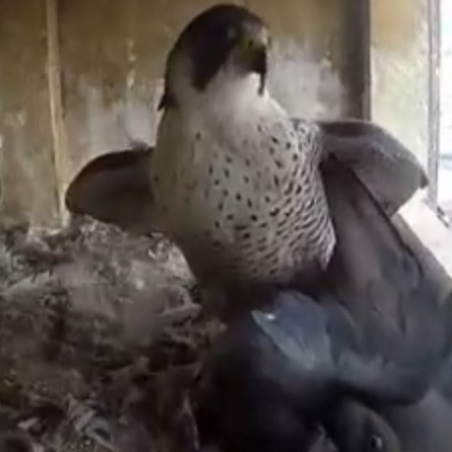 (فیلم) صحنه دلخراش شکار کبوتر توسط شاهین