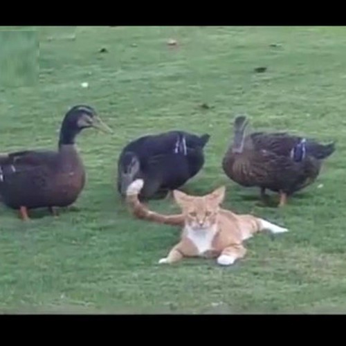 (فیلم) شوخی خنده‌دار یک اردک با گربه