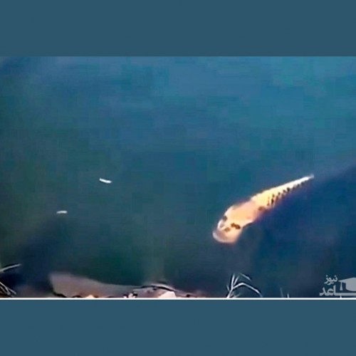 (فیلم) صورت این ماهی شبیه به انسان است