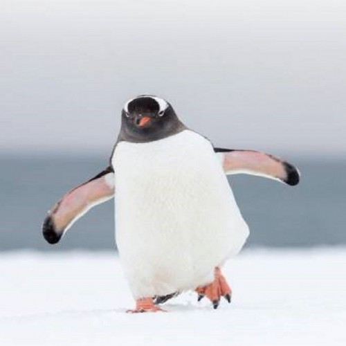 (فیلم) تاکسی ویژه برای پنگوئن‌ خوش شانس