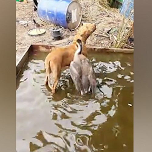(فیلم) تلاش بی‌رحمانه یک غاز وحشی برای بیرون انداختن سگ از حوض آب