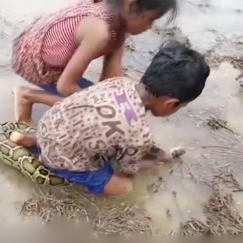 (فیلم) تلاش دو کودک خردسال برای گرفتن مار