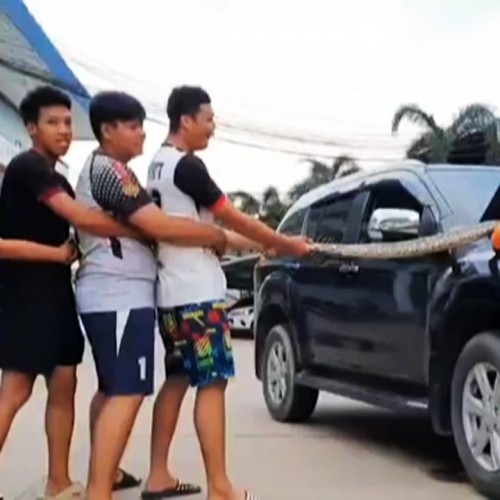 (فیلم) تلاش دسته جمعی مردم برای خارج کردن مار پیتون از موتور خودرو