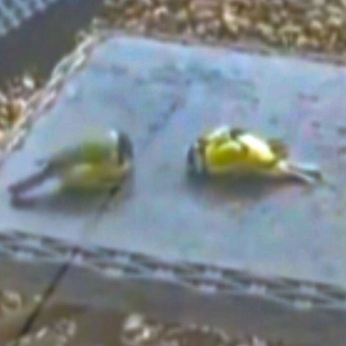 (فیلم) تلاش جالب یک پرنده برای نجات همنوعش