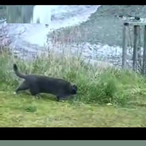 (فیلم) تلاش خنده‌دار یک گربه برای دزدی از عقاب