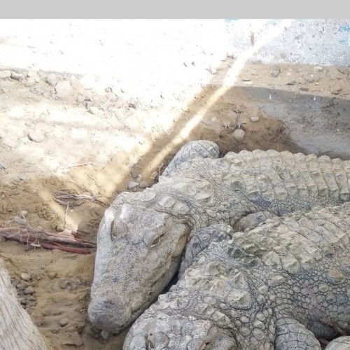 (فیلم) تمساح ناخوانده در حیاط خلوت خانه