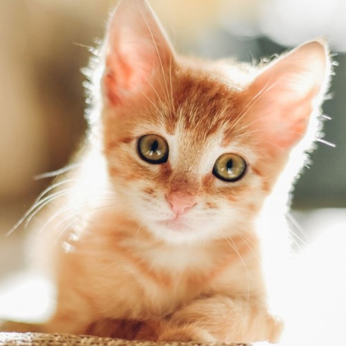 (فیلم) ترس جالب یک موش از گربه