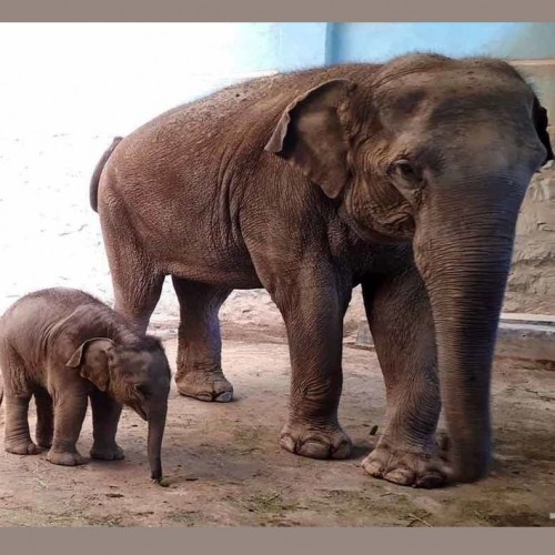 (فیلم) واکنش فیل مادر پس از مرگ فرزندش