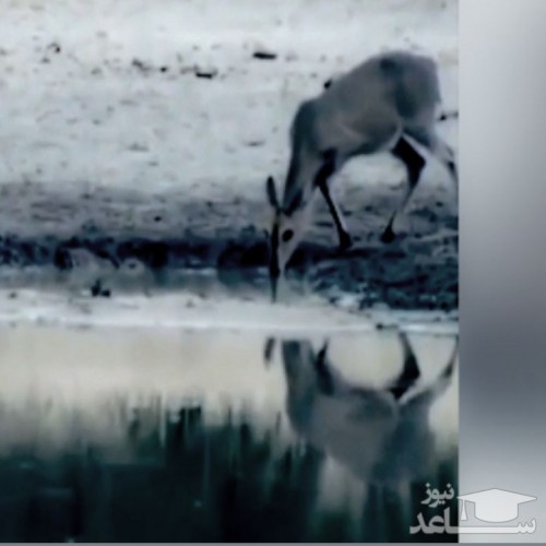 (فیلم) واکنش فوق سریع یک آهو در مواجهه با حمله تمساح