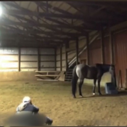 (فیلم) واکنش جالب یک اسب به صاحب غمگینش