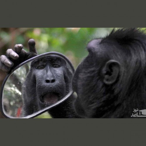 (فیلم) واکنش جالب  و دیدنی حیوانات به دیدن تصویرشان در آینه