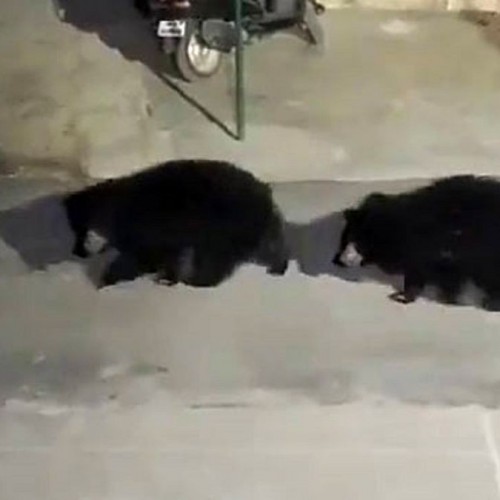 (فیلم) وحشت مردم از ورود خرس ها به ایستگاه پلیس