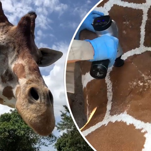 (فیلم) ویدئویی از تیمار کردن و رسیدگی به یک زرافه چهار متری در باغ وحش