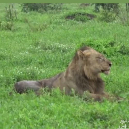 (فیلم) وقتی سلطان جنگل خوراک شغال‌ها می‌شود
