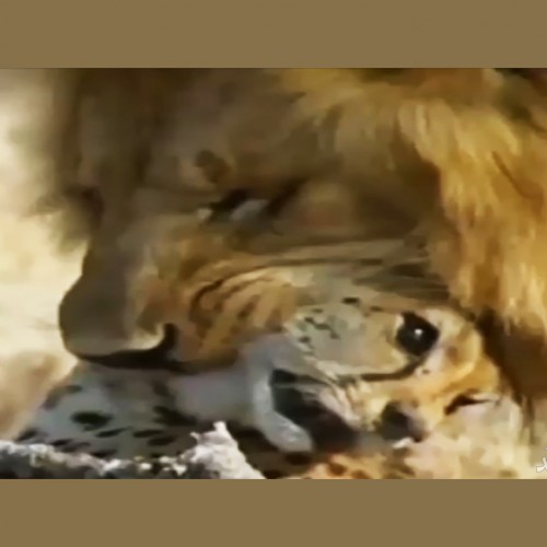 (فیلم) وقتی سریع‌ترین شکارچی جهان، شکار می‌شود/ مرگ دلخراش یوزپلنگ توسط شیرها