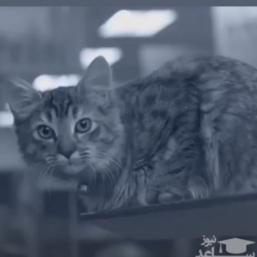 (فیلم) وقتی تکنولوژی زبان گربه‌ها را باز می‌کند!