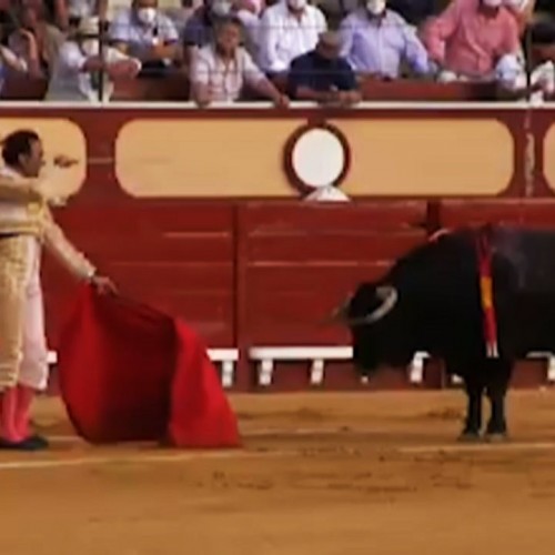 (فیلم) زجرکش کردن یک گاو در مراسم گاوبازی