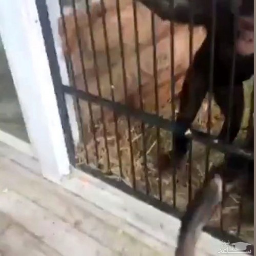 (فیلم) زورگیری وحشتناک میمون ها از بازدیدکنندگان