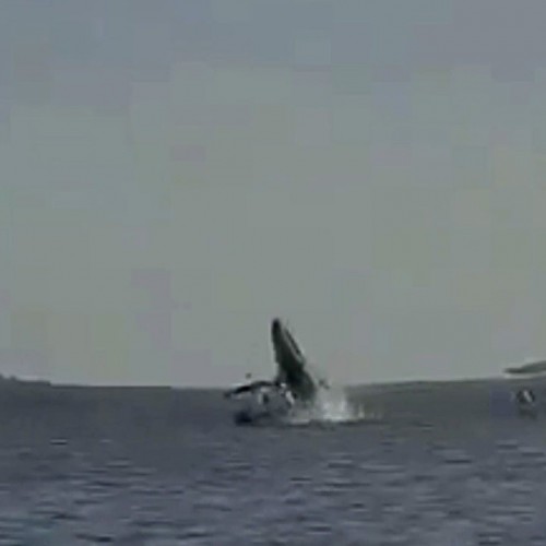 (فیلم) ضربه نهنگ گوژپشت به یک قایق