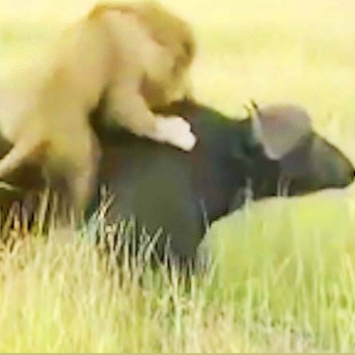 (فیلم) ضربه سخت بوفالو به شیر نر