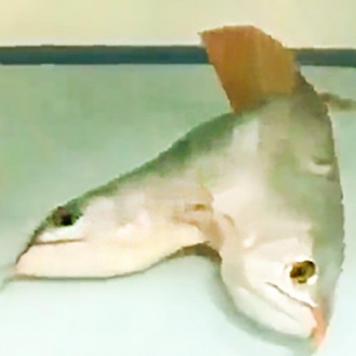 فیلمی از یک ماهی عجیب الخلقه با دو سر!