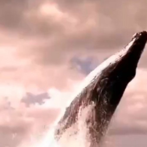 فیلمی از شیرجه و آواز عجیب یک نهنگ