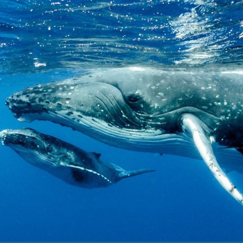 فیلمی بسیار جالب از نحوه غذا خوردن نهنگ